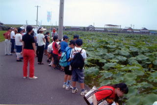 大賀ハス