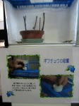 羽化したギフチョウ